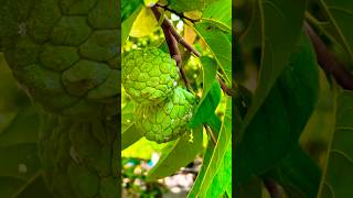 Custard apple 🍏 plant 🌱 #garden #shorts