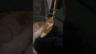 Poor Bamboozle had a blocked bladder so he is still recovering #cat  #orangecat