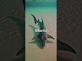Do you know this Fact about Sharks #shortsviral