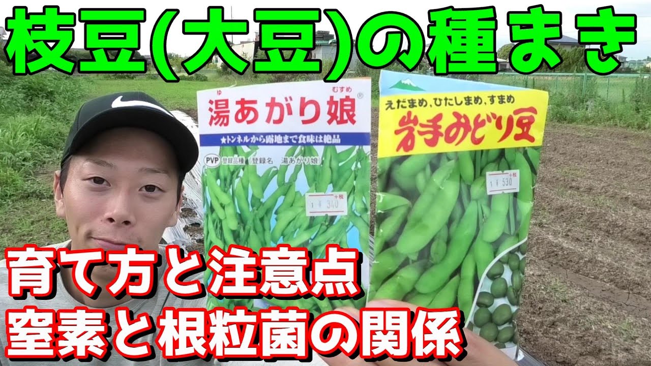 枝豆 大豆 の育て方 根粒菌と肥料のバランスが大事 Youtube