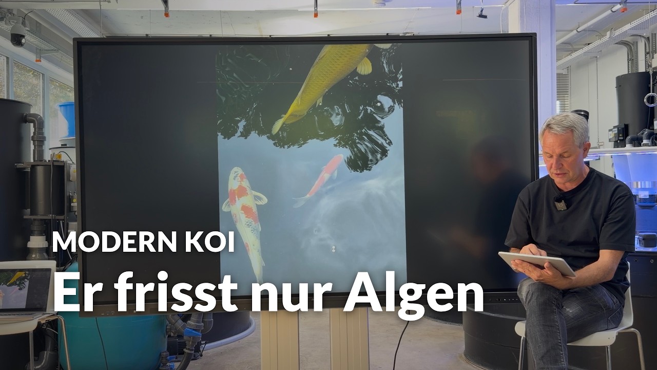 Mein Koi frisst kein Futter - überlebt er den Winter? | Modern Koi Blog #8376