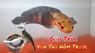 Tin Vui Từ Ao Cá Bỏ Hoang Và Cặp Chào Mào Gấu Trúc Gen Đại Bàng Mới Ghép / HIỆP CUỘI TV