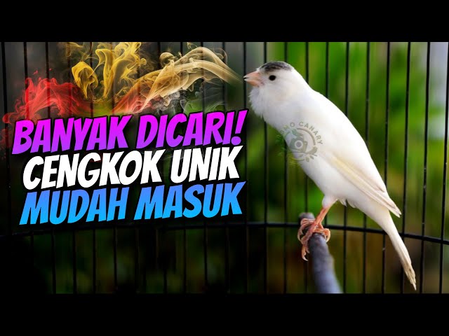 BANYAK DICARI, CENGKOK ENAK MUDAH MASUK - MASTERAN KENARI ISIAN PRENJAK CIBLEK class=