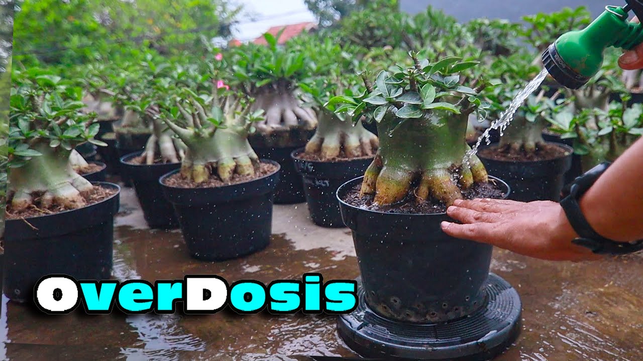 Cara Mengatasi Tanaman Adenium Yang Overdosis Kelebihan Pupuk ( ENGLISH