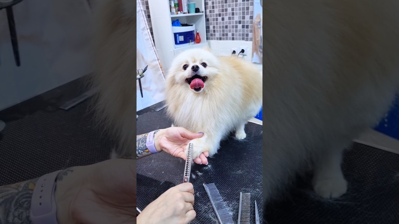 Груминг шпица / Spitz grooming 