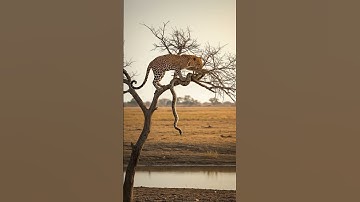 Leopard bite Python on top of tree #wildlife #animals #wildanimals #documentary