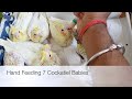 Hand Feeding 7 Cockatiel Babies