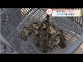 カルガモ救助大作戦 スーパーJにいがた6月7日OA