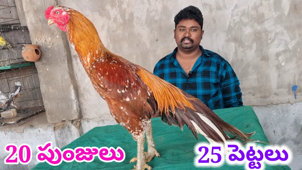 సంక్రాంతికి రెడీగా ఉన్న పుంజులు 90002 43514 aseel murga Transport available