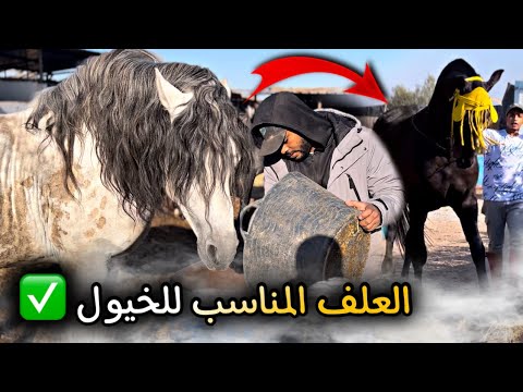 هام جدا لمربيي الخيول هذا هو العلف الإقتصادي والمناسب لحصانك جدع ملكي عند أشرف قيصر