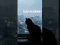 凌晨了,你還沒睡。不是不累,是有些事你還放不下。窗外的雨一直下,黑貓看著城市,而你,只是在等一個讓自己放過自己的理由。如果你也還醒著,就別撐了。今晚,我在。#失眠 #雨夜 #療癒 #晚安 #睡眠音樂