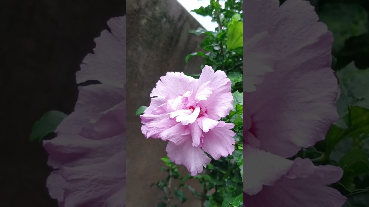 beautiful ❤️ flower 🌼