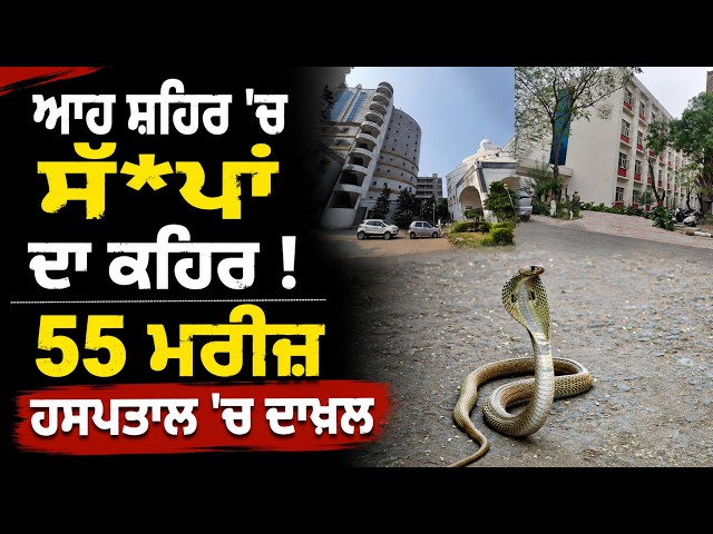 ਆਹ ਸ਼ਹਿਰ 'ਚ ਸੱ*ਪਾਂ ਦਾ ਕਹਿਰ ! , 55 ਮਰੀਜ਼ ਹਸਪਤਾਲ 'ਚ ਦਾਖ਼ਲ , ਬਣਿਆ ਡ-ਰ ਦਾ ਮਾਹੌਲ