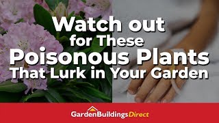 9 Poisonous Plants That Might Be Lurking in Your Garden