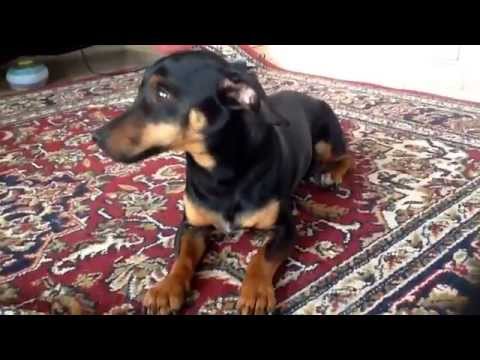 Video: Hundens Liv