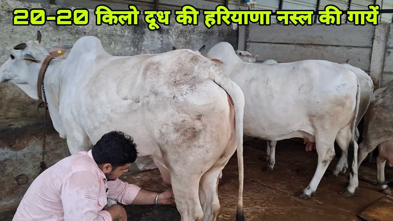 20-20 किलो दूध की हरियाणा नस्ल की गायें और उनके 5-5 महीने के बछड़े बछड़ियों की सेहत देखो💪नस्ल सुधार भी