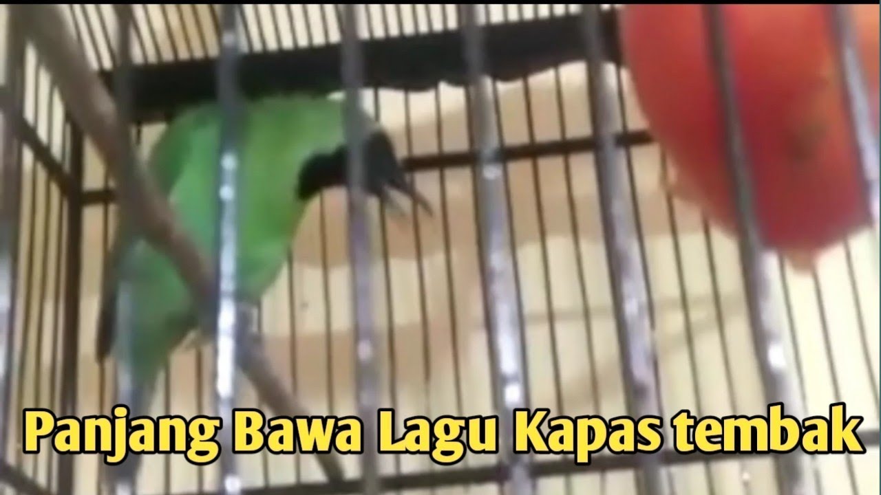 Cucak ijo isian kapas tembak panjang