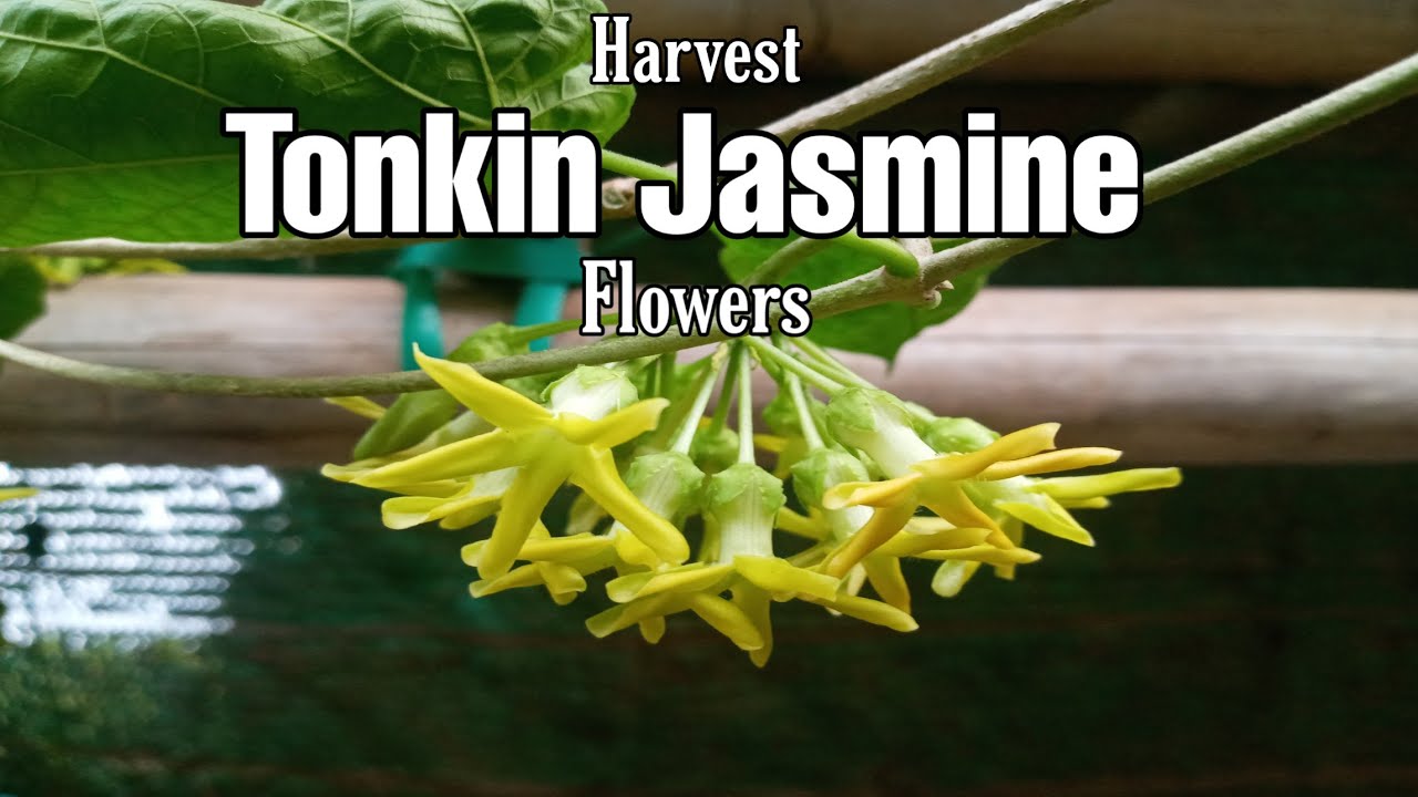 Harvest Tonkin Jasmine Flowers YouTube
