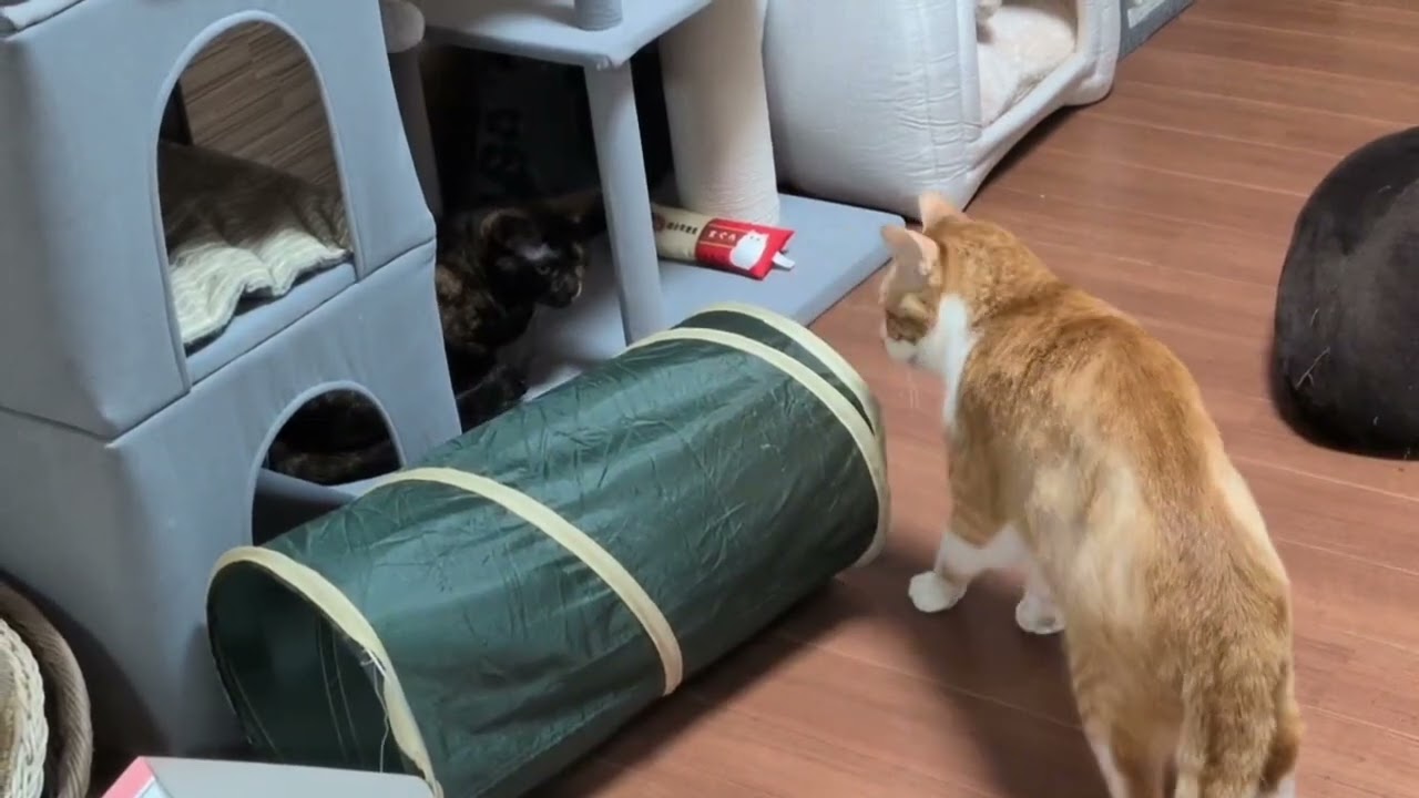 ビビが日に日に環境に慣れていっているそうです