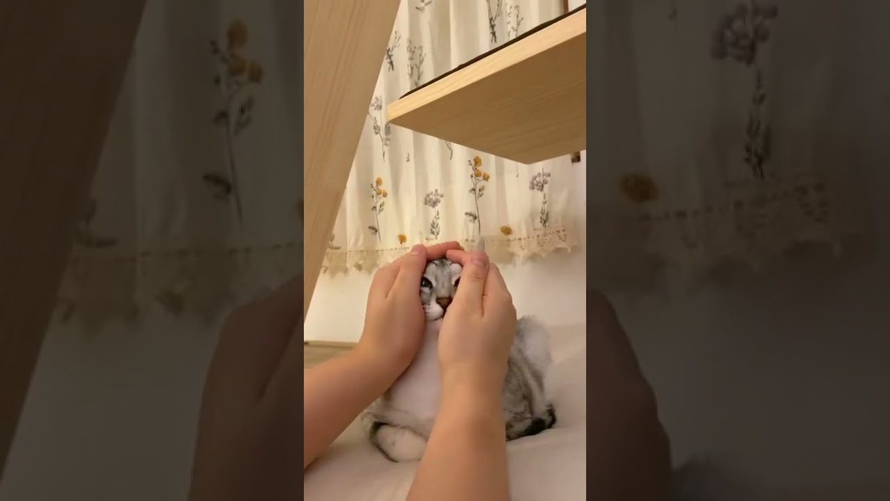 Cute Cat😻/# youtubeshorts Video/