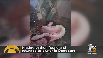 Missing python found and returned to owner in Duquesne