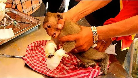 Baby monkey Janet got treatment by doctor at veter...