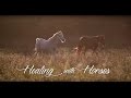 Healing with horses a film about equine therapy w an emphasis in adaptive vaulting  17 min