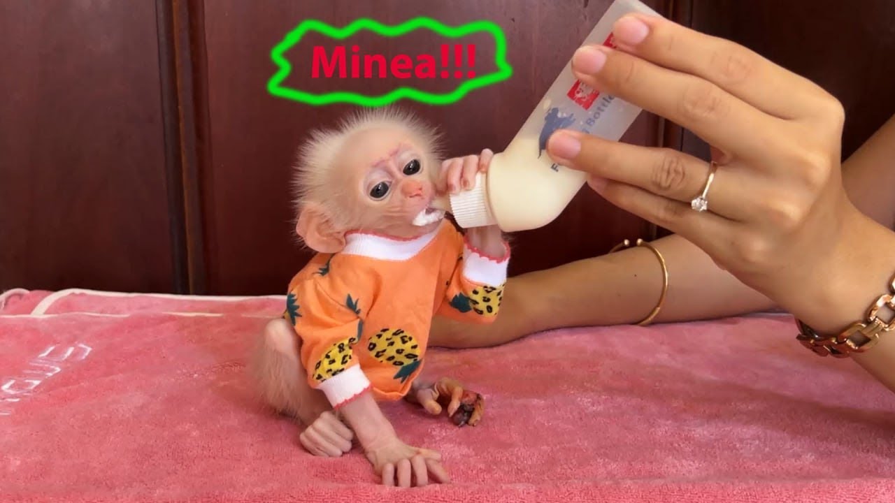 Mom Give Lil Baby Newborn Monkey A Unique Name [MINEA]