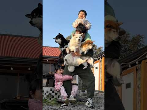 가장의 <strong>무게</strong> ㅋㅋㅋ #곰이탱이여우 #시바견 #shibainu
