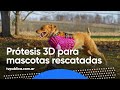 Prótesis 3D para Mascotas rescatadas - Más de Vos
