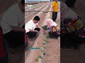 Petani hebat tak hanya menanam, tapi juga menjaga masa depan pangan 🌱🚜 #Pertanian #PetaniIndonesia
