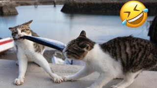 A Comedia Felina Gatos Que Vao Te Fazer Rir Sem Parar