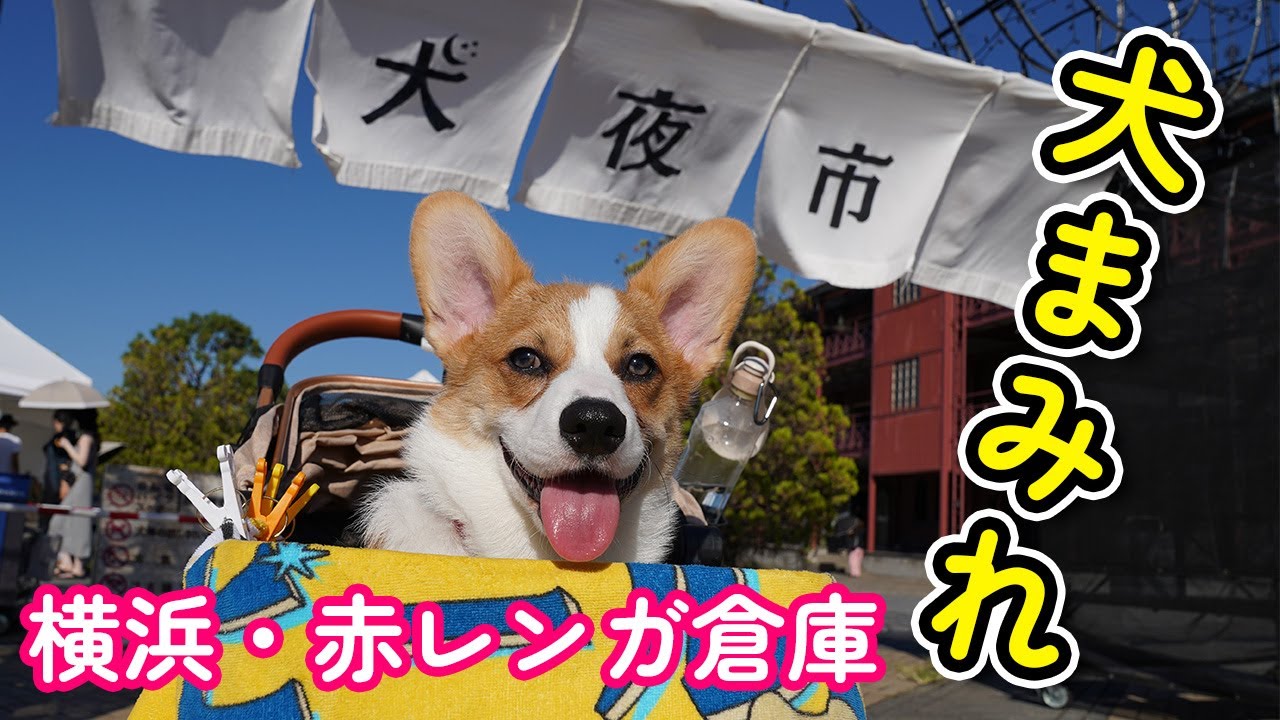 犬のためのドッグイベント「犬夜市」がすごすぎた...