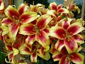 How we grow beautiful perfumed Oriental Lilies, in pots and in borders.