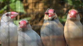 Famous Java sparrows gathered together to eat and sing happily. They're really enjoy being together happy. Net Worth