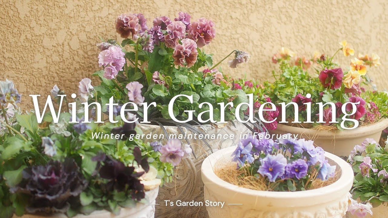 《Садоводство в начале февраля》Шесть зимних заданий * Посадка многолетних растений