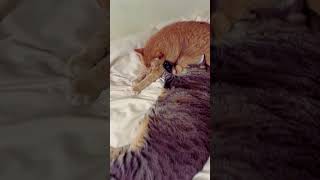 What My Sweet Cat Thinks She Looks Like #212 #173 #cat #pawsn #174 #cute #kitten
