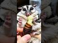 Sugar glider’s favorite food #shorts #shortvideo