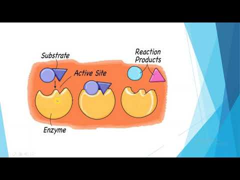 Video: Kako enzim katalizuje biohemijsku reakciju?