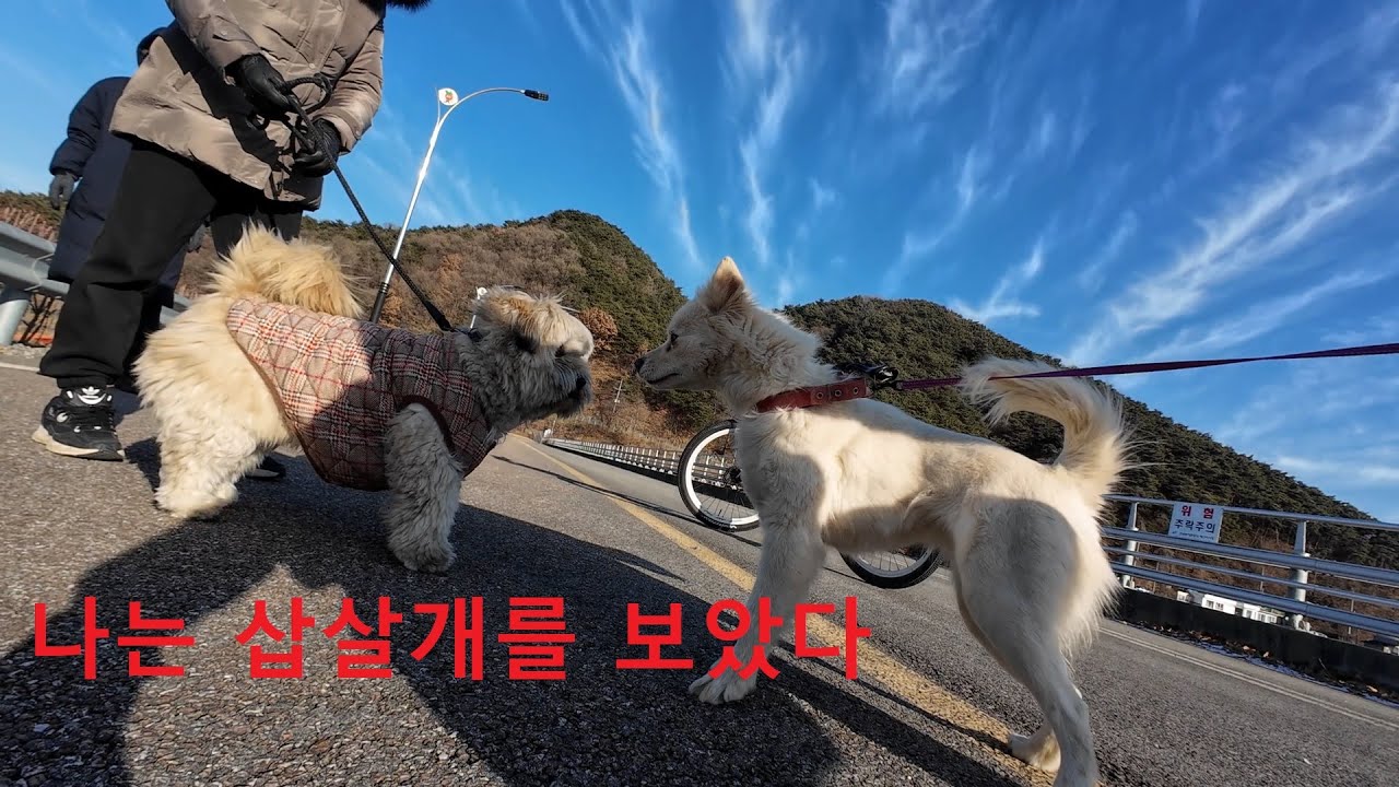 26.1.25 #삽살개 #진순이나들이 #장애견 #예당저수지  #느티나무식당