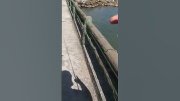 Câu cá biển - cá lìm kìm (p50) #shorts #cauca