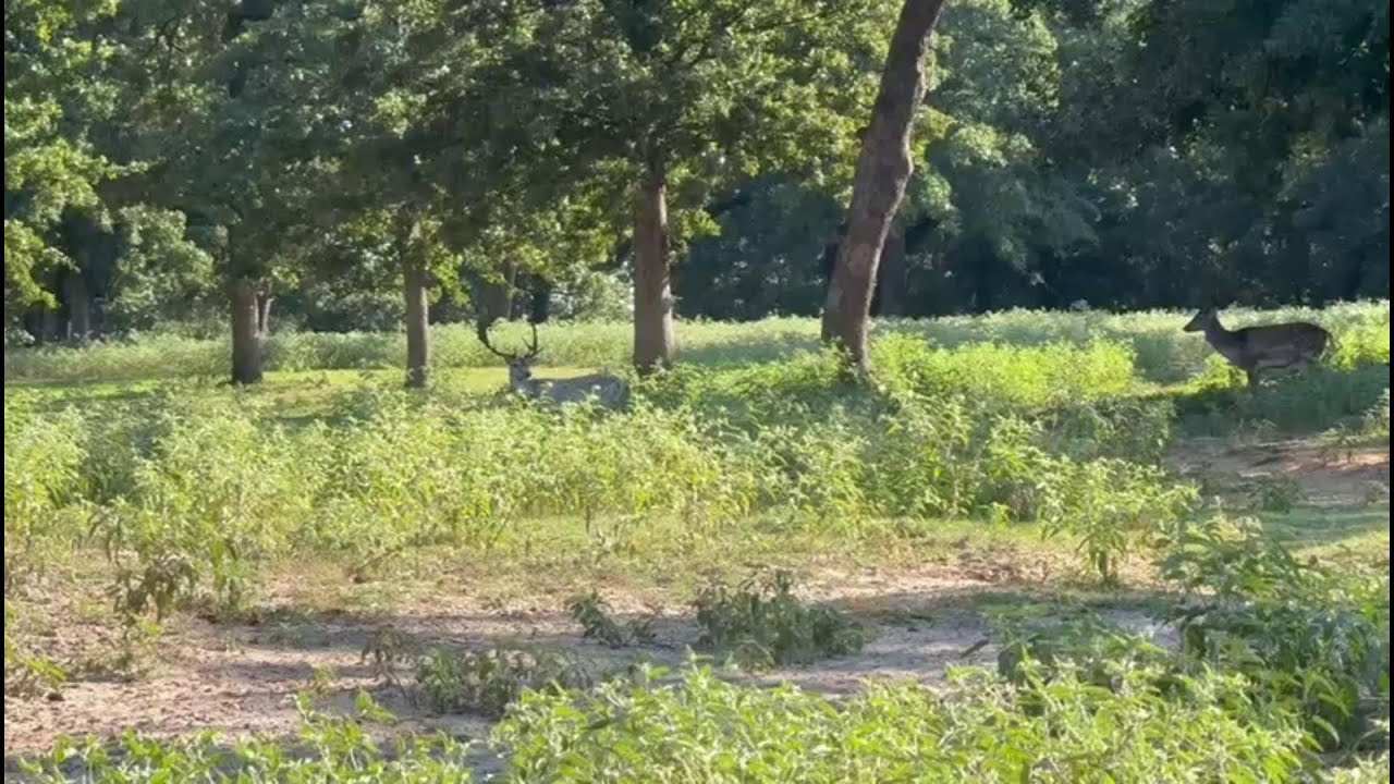 The Perfect Stalk: Fallow Deer Hunting at Cedar Cove Ranch