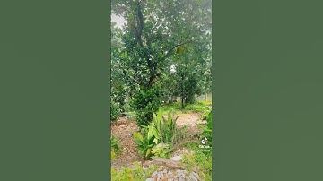 Vườn nhà bà nội 5 - Sydney Home