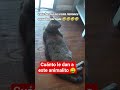 #cat #sarcas #reflexion #humor #yosoydelos7mil #shortsviral #money #dance #shortvideo #shorts#cat