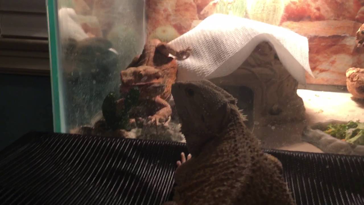 What happens when you put two male bearded dragons together YouTube