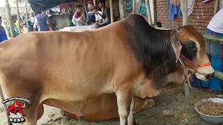 Rahmatganj Gorur Haat Update 2018 Haat Haat Bangladesh Hhbd