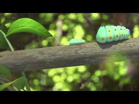 Video Trường KENT - Đồ án 3D về vòng đời bướm - youtube