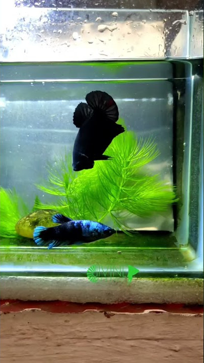 Dark Avatar hmpk / Divine Bettas