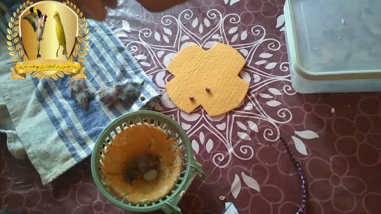 أسهل طريقة لإنتاج هجين الحسون و الكناري - الفيديو الذي ينتظره الجميع -