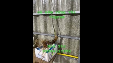 Củ sâm rừng vùi 10 năm tuổi già đanh nặng 70gram. #sâm_rừng_vùi